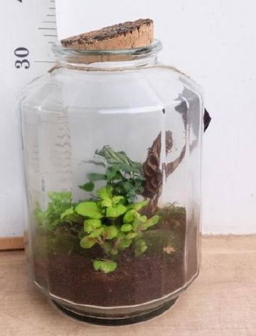 Terrarium Strepe