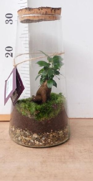 Terrarium ficus