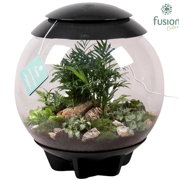 Terrarium coupe