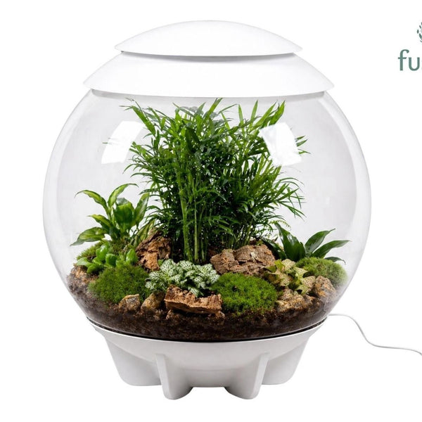 Terrarium coupe