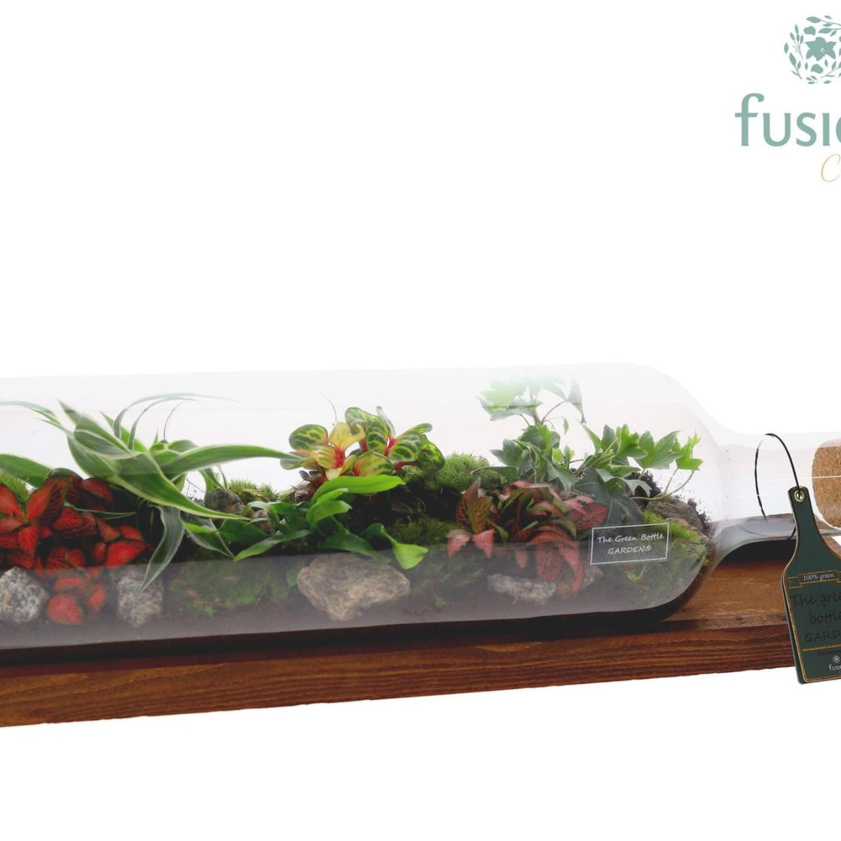 Terrarium couché