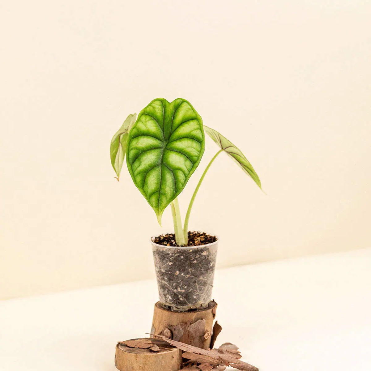 Alocasia baginda ‘Dragon Scale’ bébé (S)
