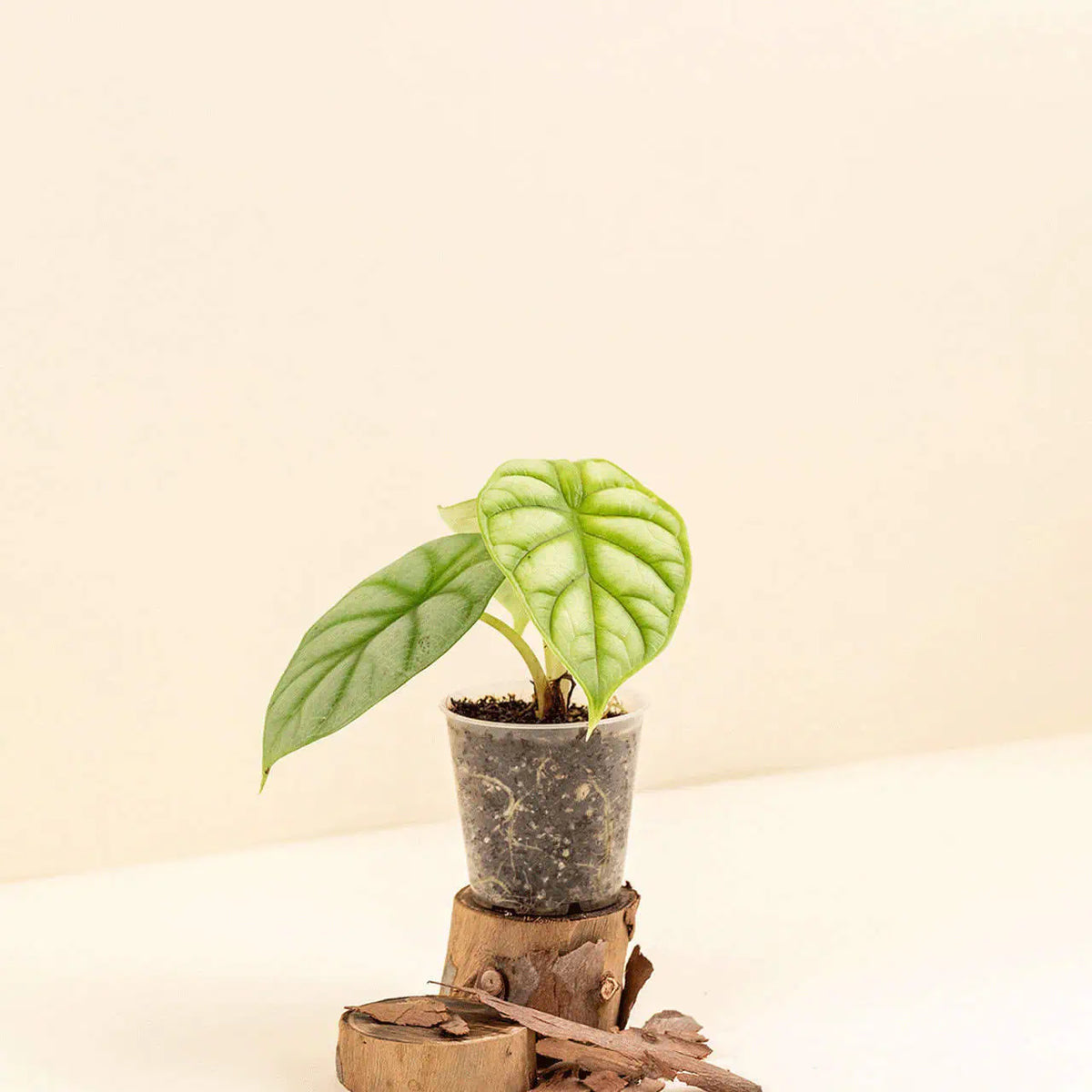 Alocasia baginda ‘Silver Dragon’ bébé (S)
