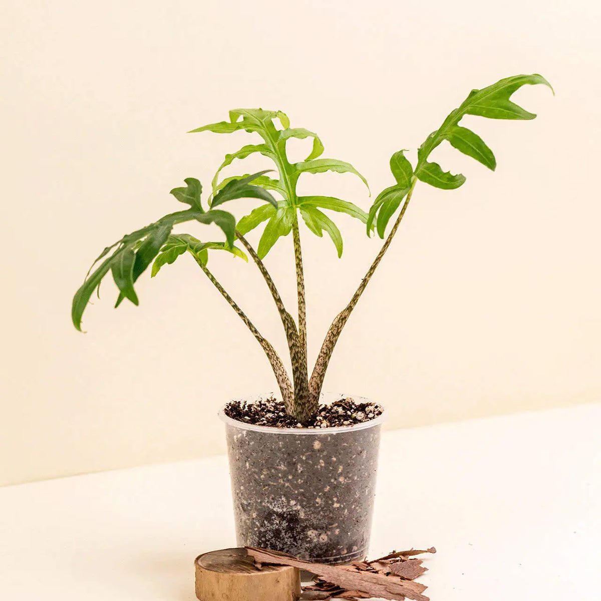 Alocasia brancifolia (M)