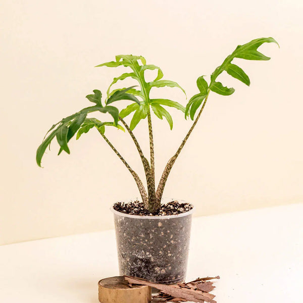 Alocasia brancifolia (M)