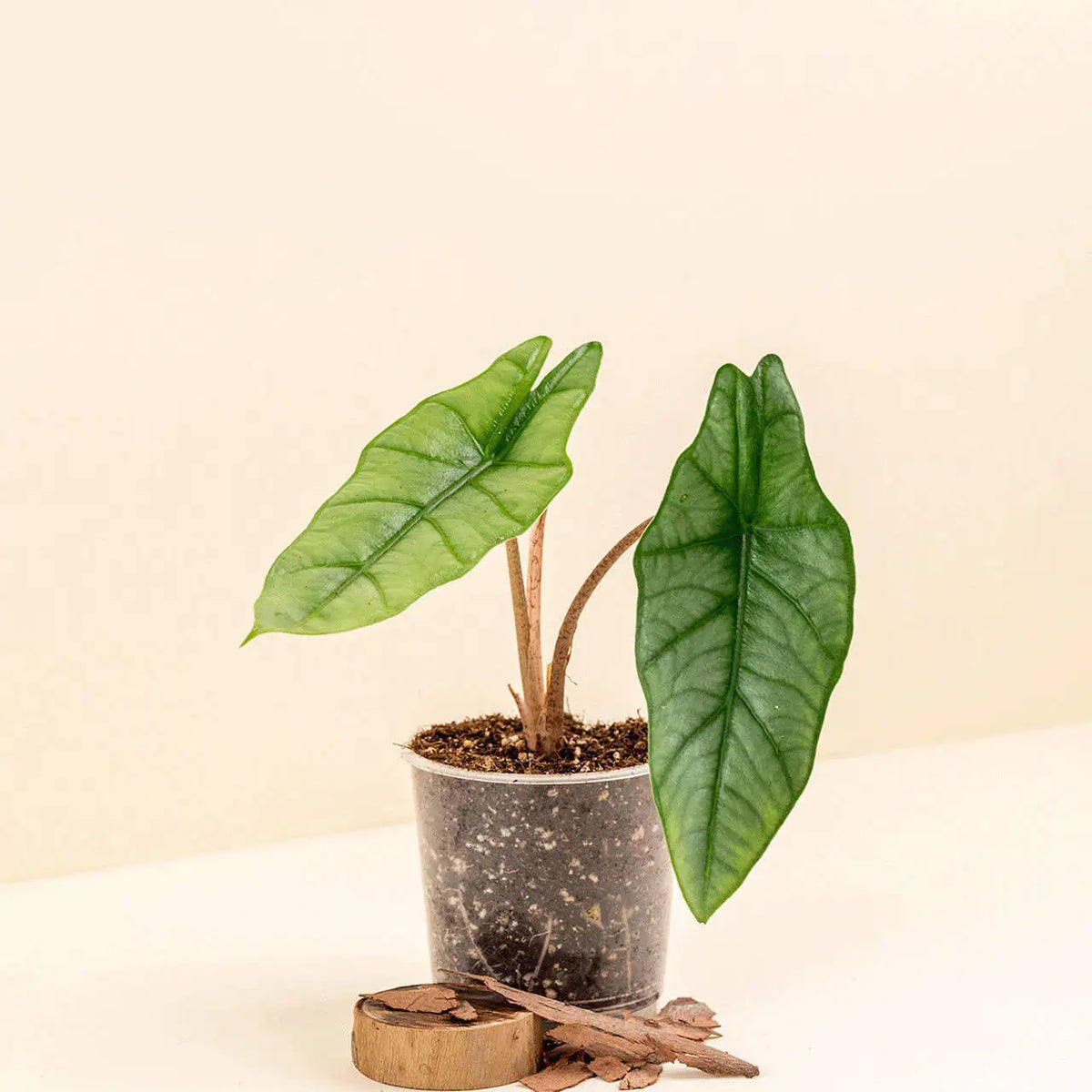 Alocasia heterophylla ‘Metallic Blue’ bébé (S)
