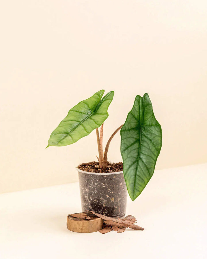 Alocasia amazonica ‘Bambino’ bébé (S)