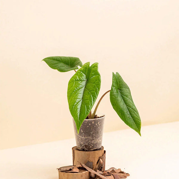 Alocasia scalprum bébé (S)