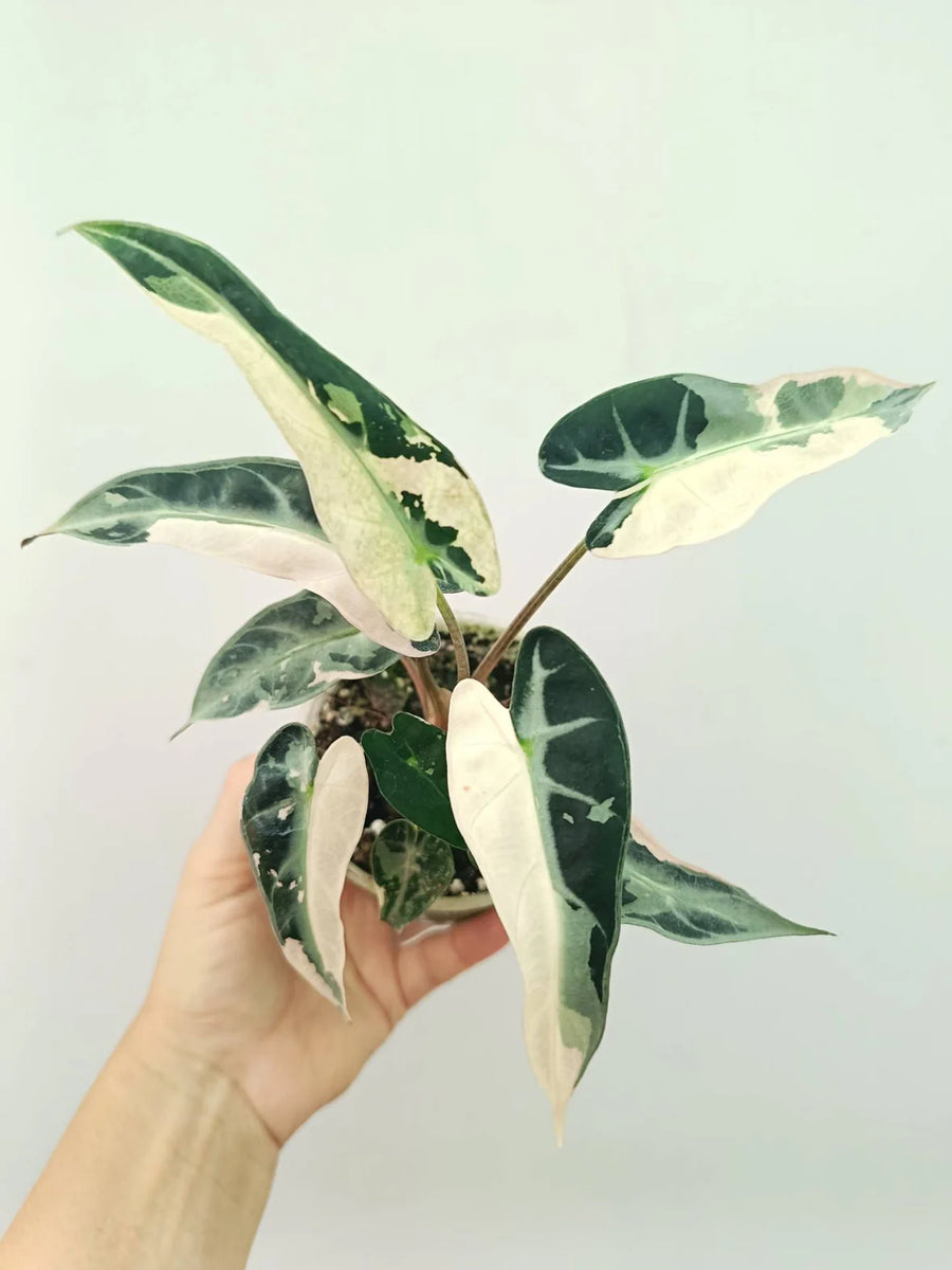 Alocasia Bambino Variegata Rose