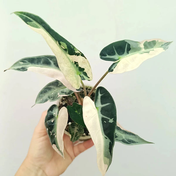 Alocasia Bambino Variegata Rose