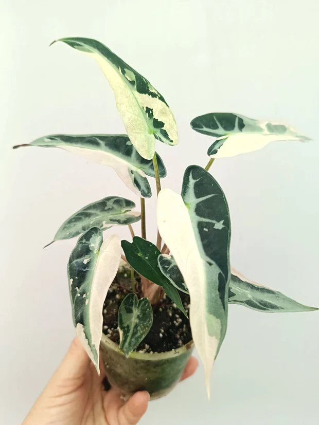 Alocasia Bambino Variegata Rose