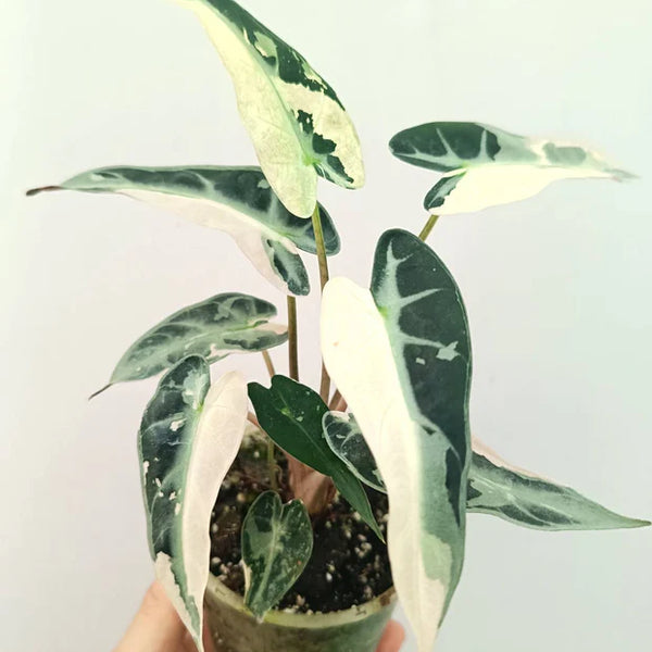 Alocasia Bambino Variegata Rose