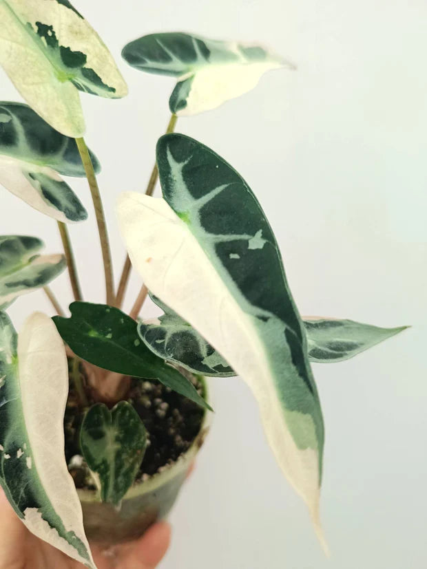Alocasia Bambino Variegata Rose