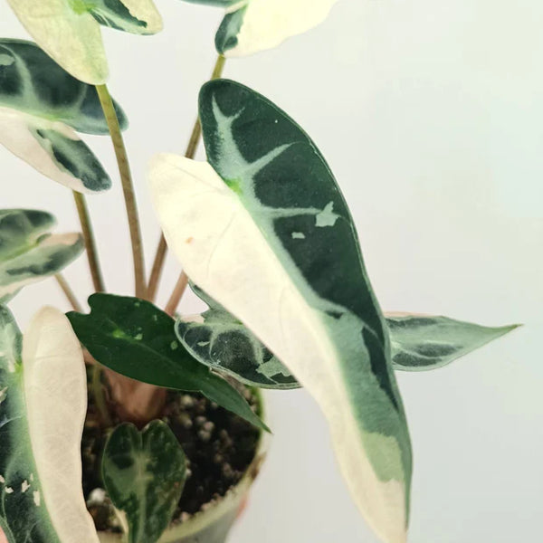 Alocasia Bambino Variegata Rose