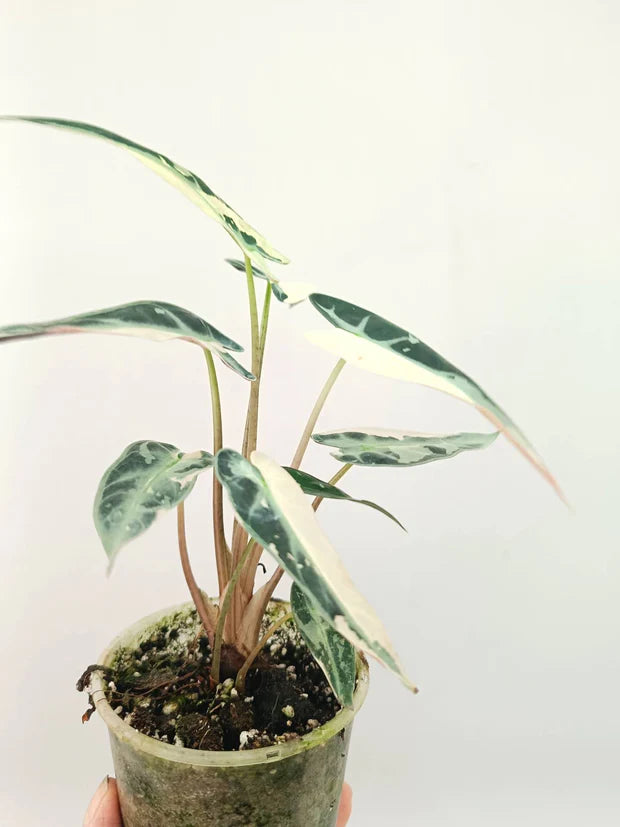 Alocasia Bambino Variegata Rose