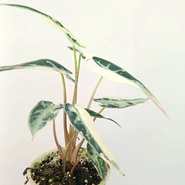 Alocasia Bambino Variegata Rose