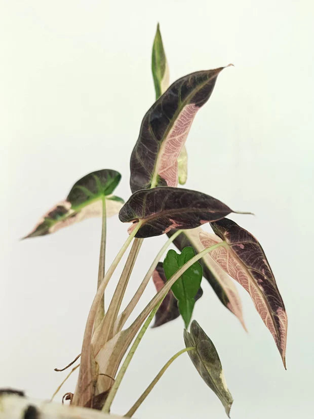 Alocasia Bambino Variegata Rose