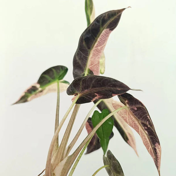 Alocasia Bambino Variegata Rose