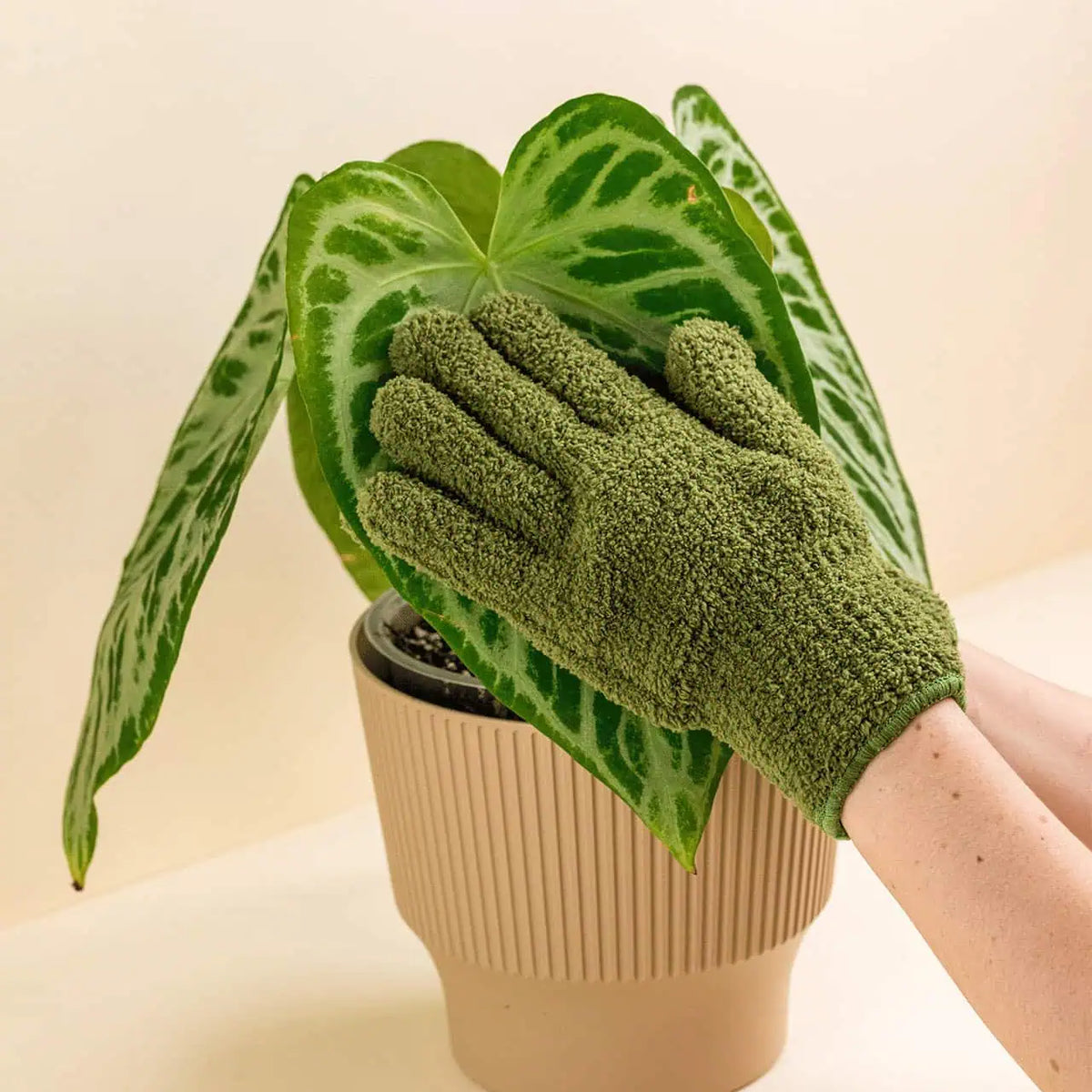 Gants anti-poussière microfibre pour plantes