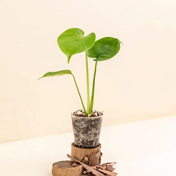 Monstera deliciosa