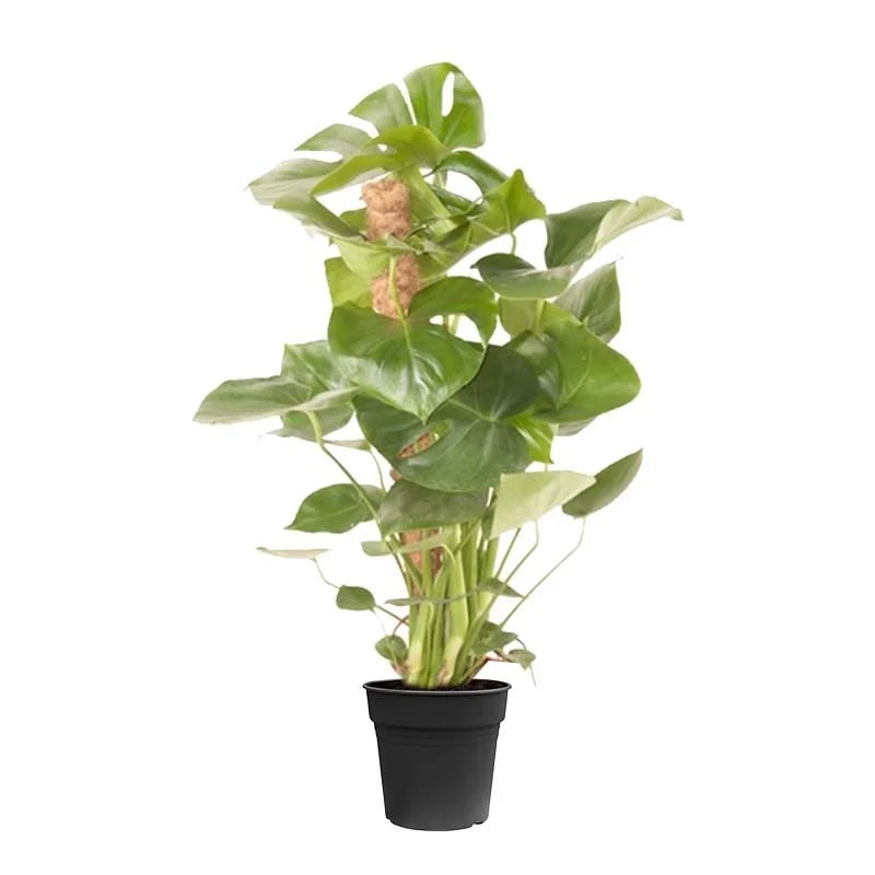 Monstera Deliciosa tuteur en mousse