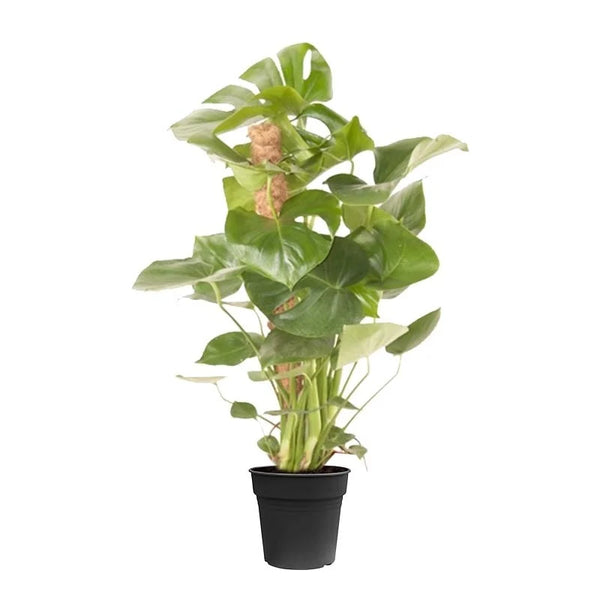 Monstera Deliciosa tuteur en mousse