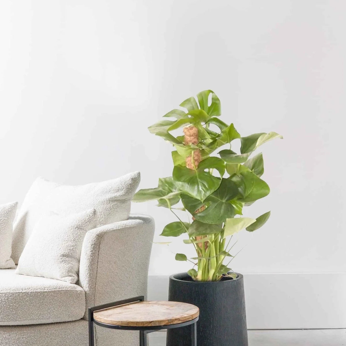 Monstera Deliciosa tuteur en mousse