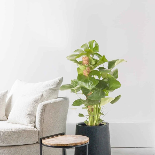 Monstera Deliciosa tuteur en mousse