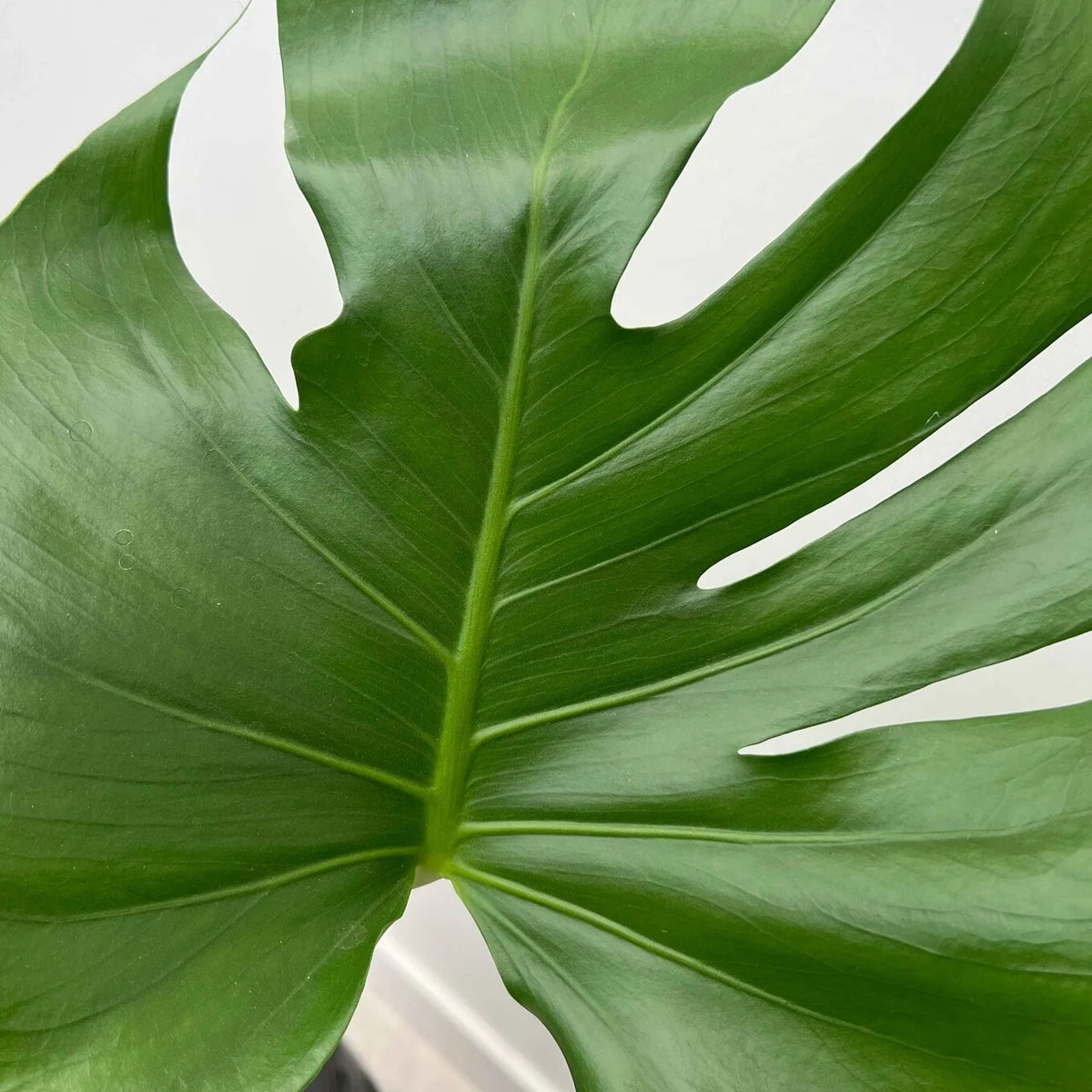 Monstera Deliciosa tuteur en mousse