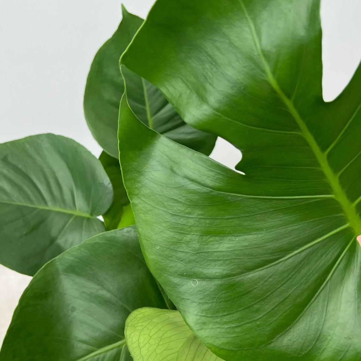 Monstera Deliciosa tuteur en mousse