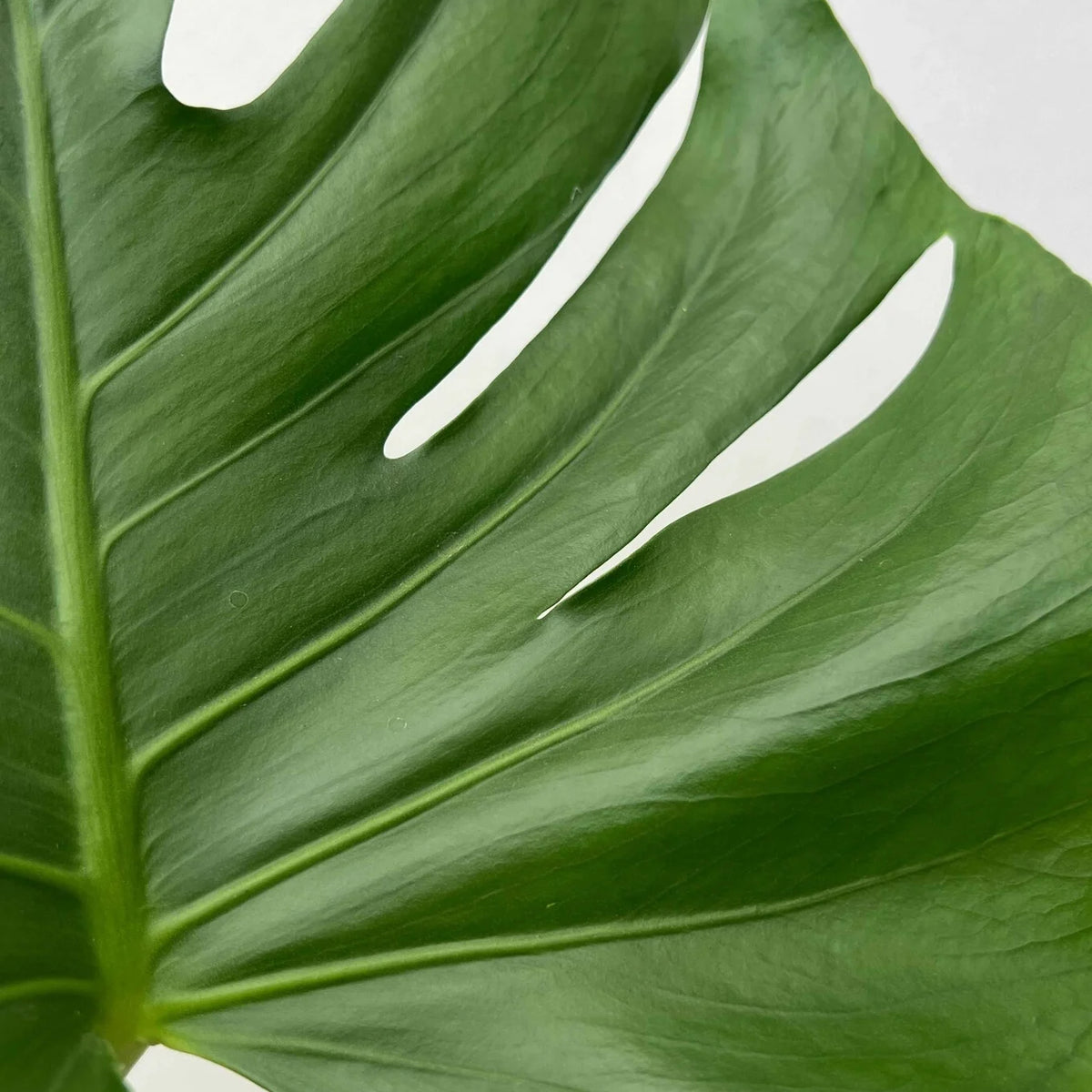 Monstera Deliciosa tuteur en mousse