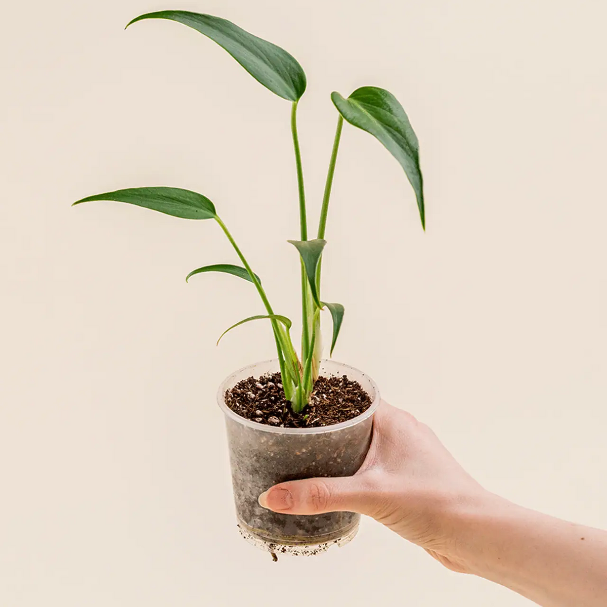 Monstera dilacerata ‘Burle Marx Flame’ bébé (S)