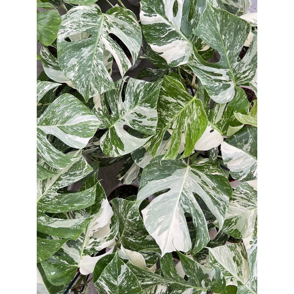 Monstera Variegata_Plant and Stories_Pot de 17cm