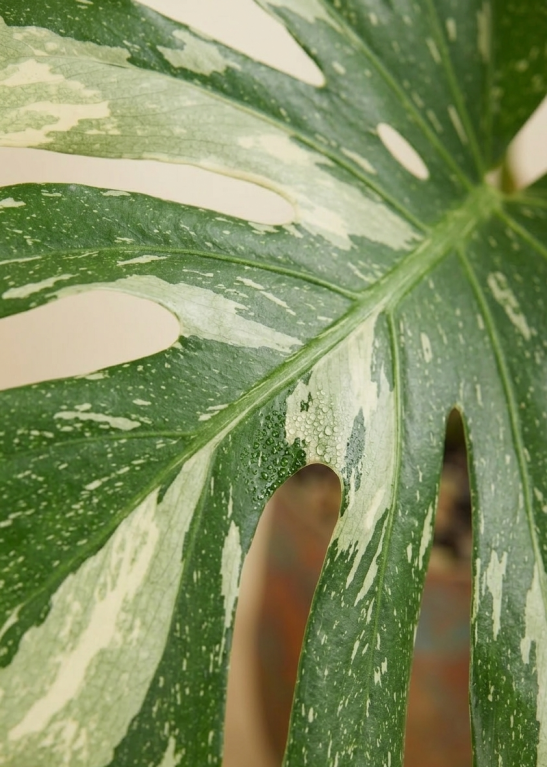 Monstera Thai Constellation - Plante-gruyère