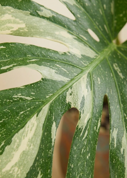 Monstera Thai Constellation - Plante-gruyère
