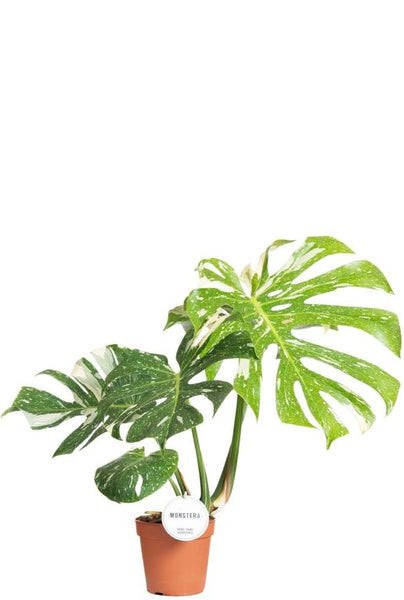 Monstera Thai Constellation - Plante-gruyère