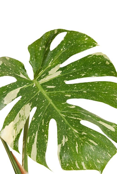 Monstera Thai Constellation - Plante-gruyère