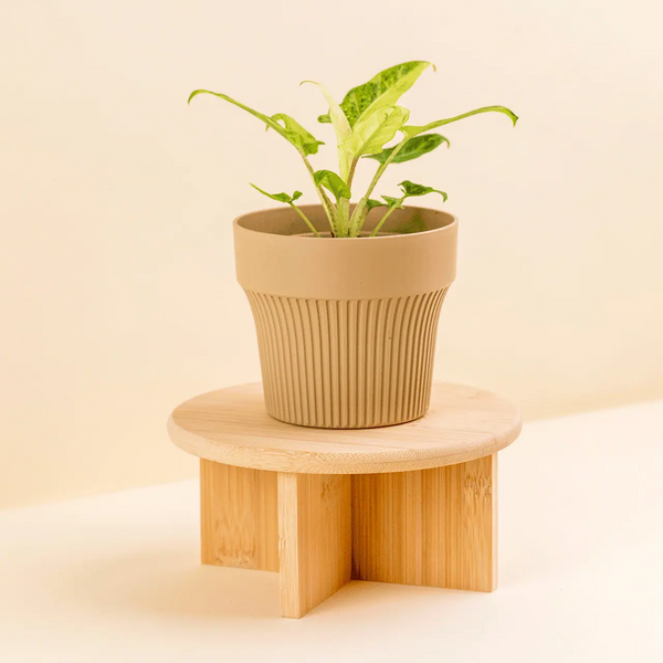 Porte-plantes en bamboo