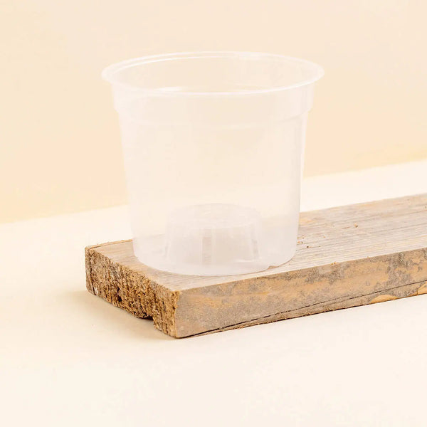 Pot de culture transparent 15 cm