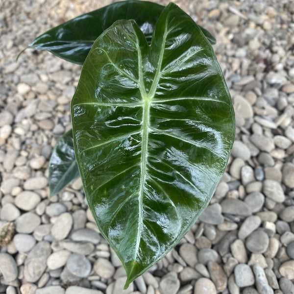 Alocasia baginda ‘Pink Dragon’ *jeune plante